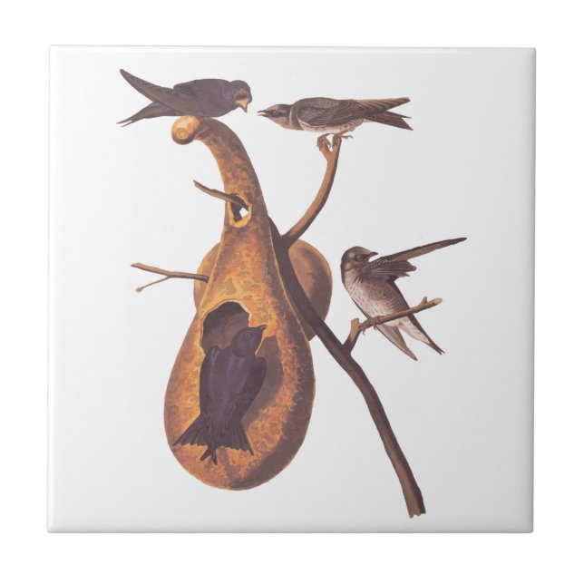 Lila Martin Audubon Bird Family and Gourd Home Kakelplatta (Framsidan)