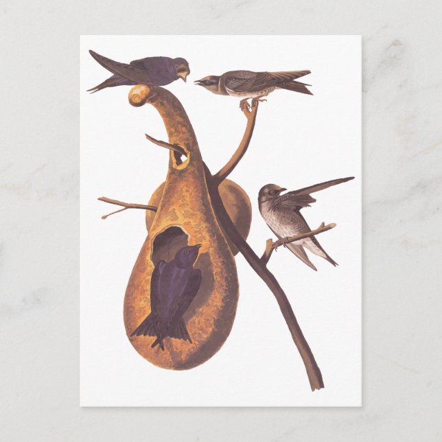 Lila Martin Audubon Birds with Gourd Home Vykort (Framsida)