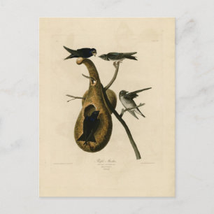Lila Martin Bird Illustration Vykort