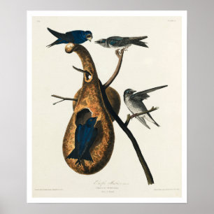 Lila Martin från Audubon Poster