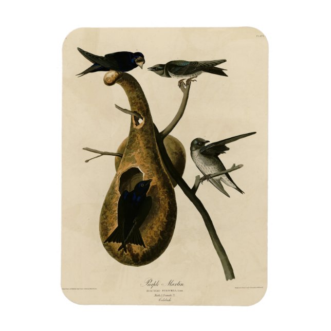 Lila Martin från Audubon's Birds of America Magnet (Vertikal)