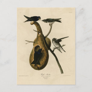 Lila Martin från Audubon's Birds of America Vykort