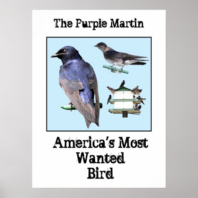 Lila Martin Poster (Framsidan)