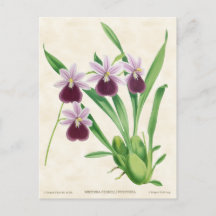Lila Miltonia Orchid Vintage Botaniska
