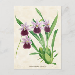 Lila Miltonia Orchid Vintage Botaniska Vykort
