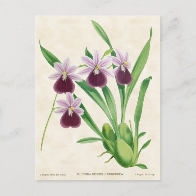 Lila Miltonia-Orkidé Vintage Botanisk Vykort (Framsida)