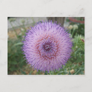 Lila Mjölk Thistle Vykort