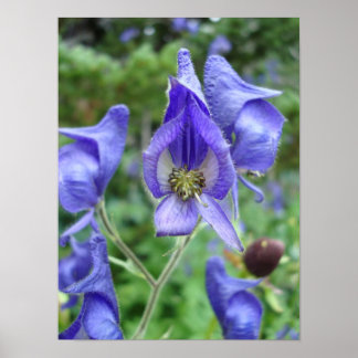 Lila Monkshood Wildblommor Poster