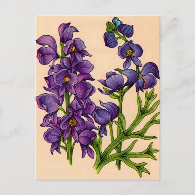 lila monkshoods vykort (Framsida)