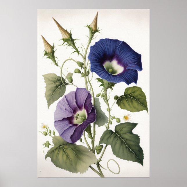 Lila Morning Glory Blommor Konsttryck Poster (Framsidan)