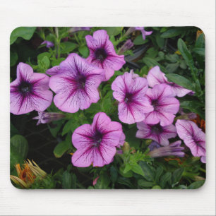 Lila Morsa-blomma musknapp Musmatta