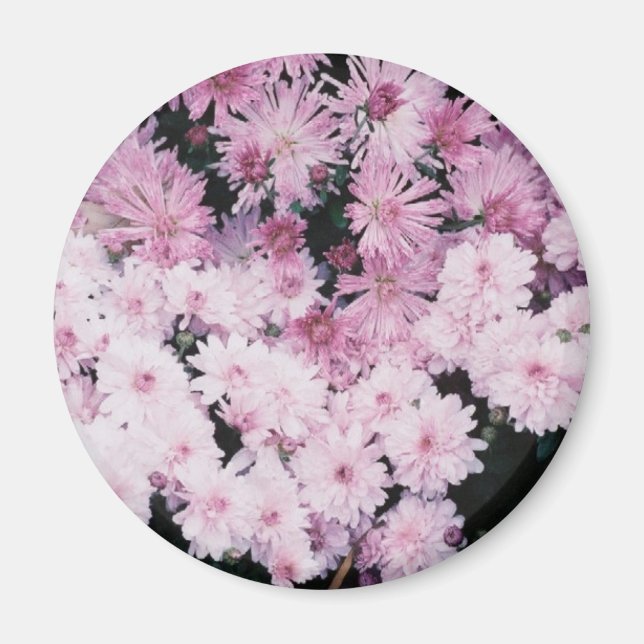 lila morsa magnet (Framsidan)