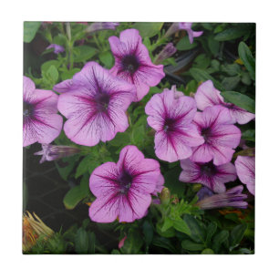 Lila Morsa Tile Kakelplatta