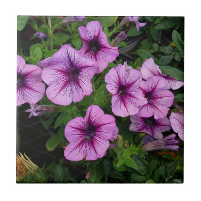 Lila Morsa Tile Kakelplatta (Framsidan)