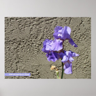 Lila mot muren poster
