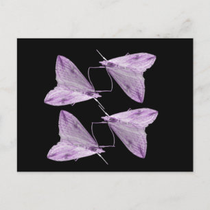 Lila Moth Art-vykort Vykort
