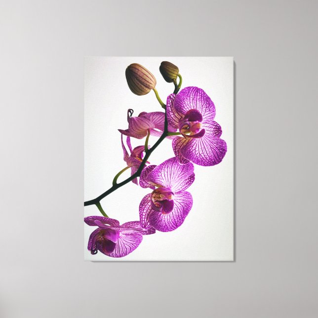 Lila Moth Orchid Flower Canvastryck (Framsida)