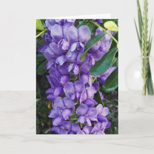 Lila Mountain Laurel Kort