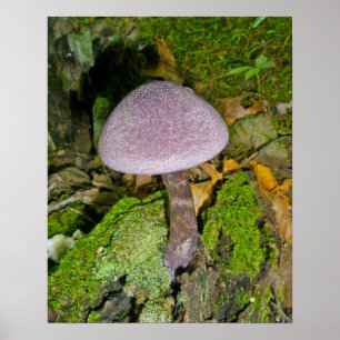 Lila Mushroom på Mossy Log Poster