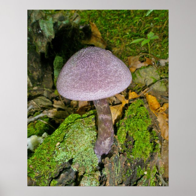 Lila Mushroom på Mossy Log Poster (Framsidan)