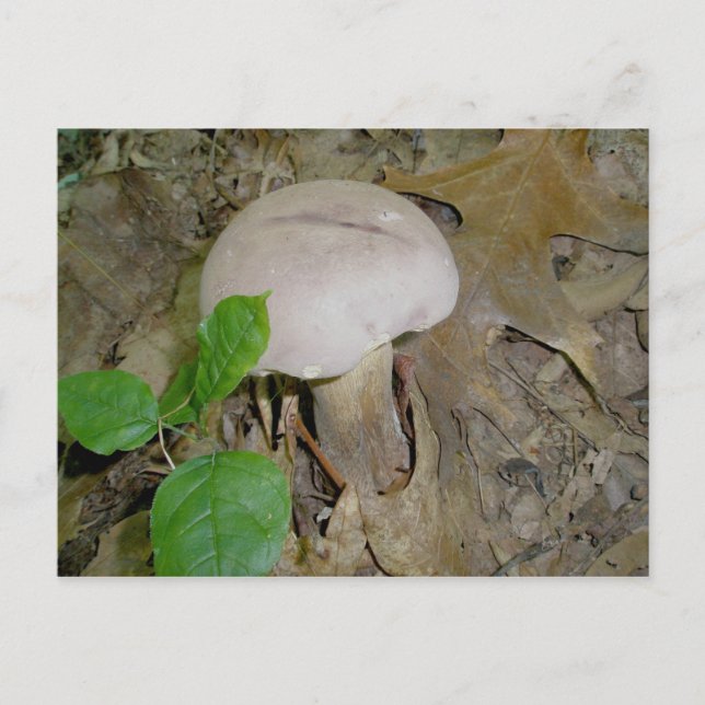 Lila Mushroom-vykort Vykort (Framsida)