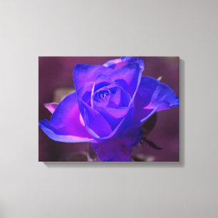 Lila N Rosa ros Wrapped Canvas