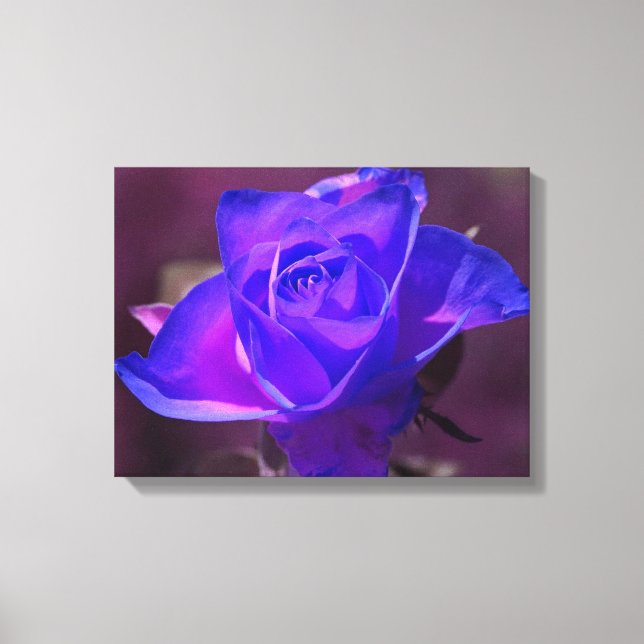 Lila N Rosa ros Wrapped Canvas (Framsida)