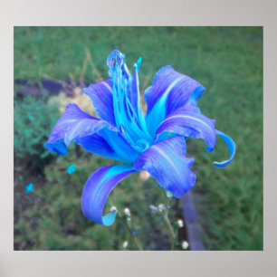 Lila N Turcos Daylily Poster