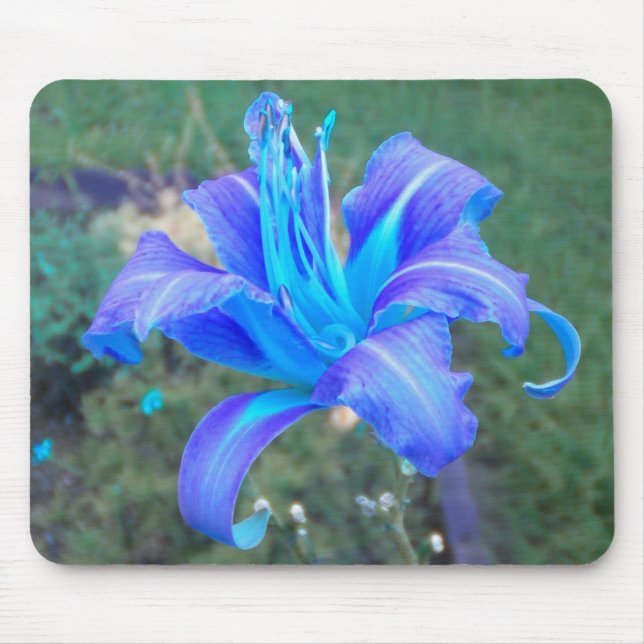 Lila N Turcouise Daylily Mousepad Musmatta (Framsidan)