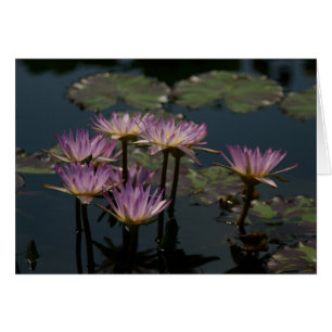 Lila Näckrosor Lotus Hälsningskort