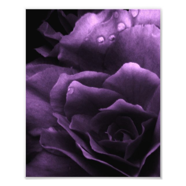Lila Nära en Dubbla Begonia Fototryck (Framsidan)
