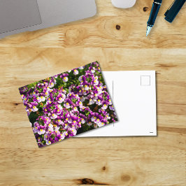 Lila Nemesia Flowers vykort