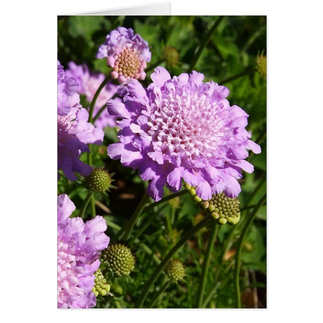 Lila OBS Kort (Framsidan)