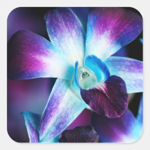 Lila och blå Dendrobium Orchid-anpassade Orkidéer Fyrkantigt Klistermärke