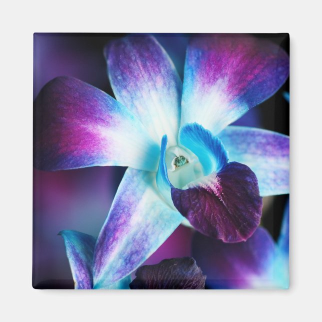 Lila och blå Dendrobium Orchid-anpassade Orkidéer Magnet (Framsidan)