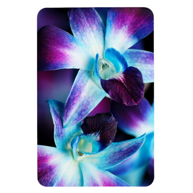 Lila och blå Dendrobium Orchid-anpassade Orkidéer Magnet (Vertikal)