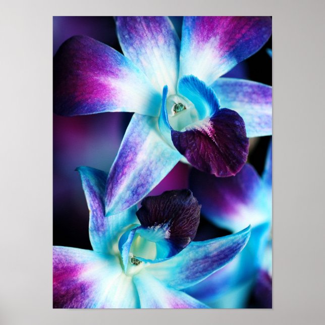 Lila och blå Dendrobium Orchid-anpassade Orkidéer Poster (Framsidan)