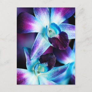 Lila och blå Dendrobium Orchid-anpassade Orkidéer Vykort