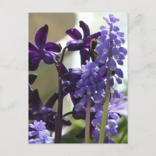 Lila och blått Vår blommor DIY-vykort Helg Vykort