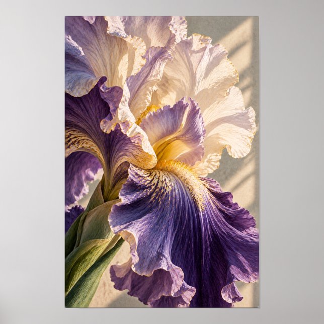 Lila och Crème Skäggiris Närbild Botanisk W Poster (Framsidan)