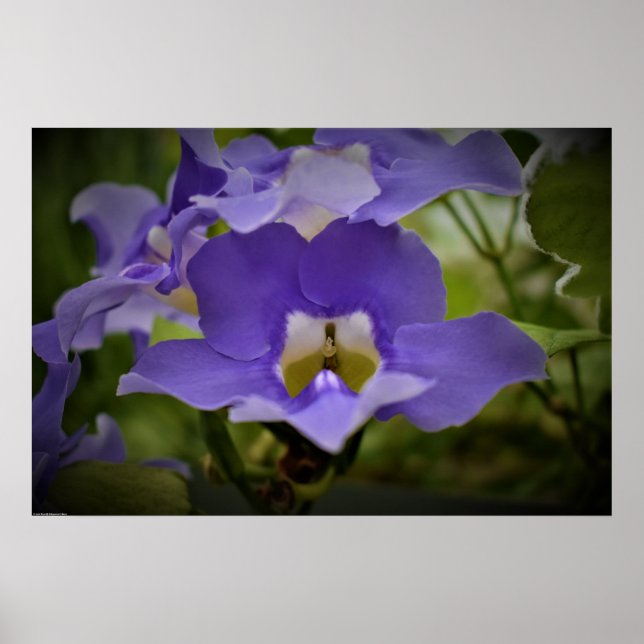 Lila och Grönt. Poster (Framsidan)