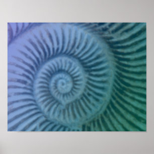 Lila och Grönt Spiral Ammonite Fossil Art Skriv ut Poster
