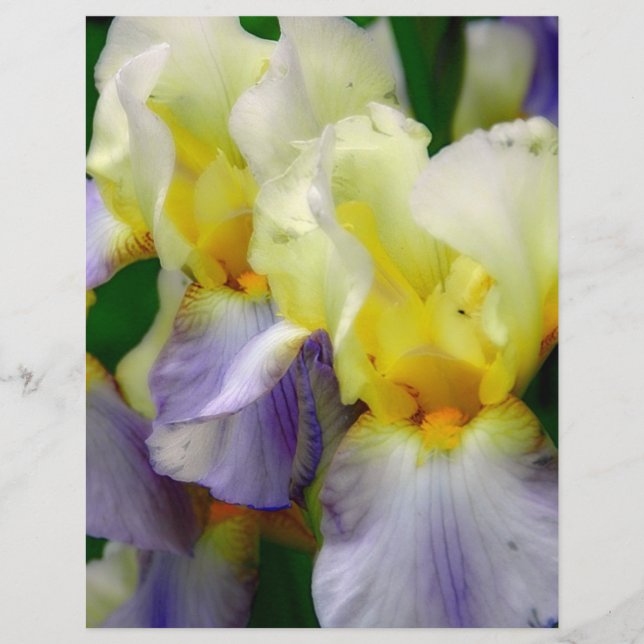 Lila och gul Iris (Framsida)