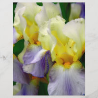Lila och gul Iris
