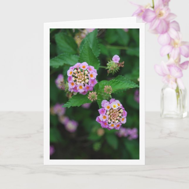Lila och gula Lantana-blommor Kort (Orkide)