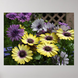 Lila och Gult Afrikas Daisy Poster