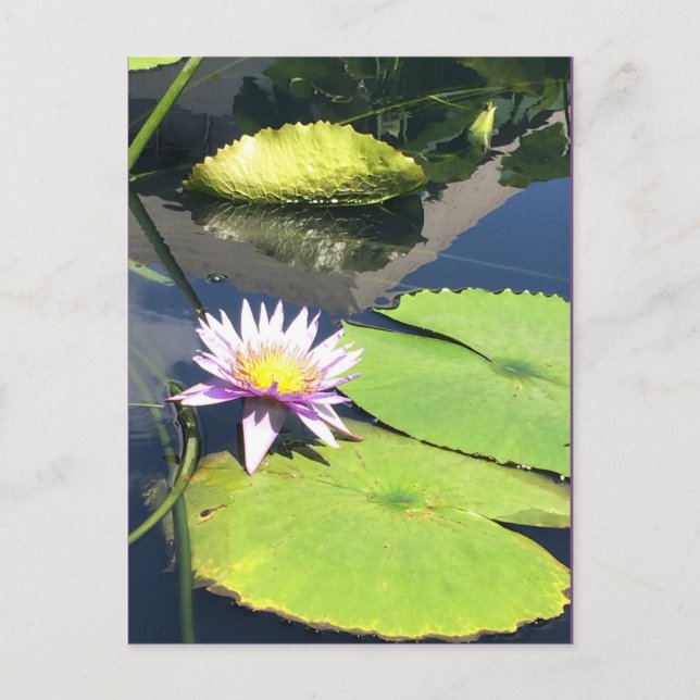 Lila och Gult Blomsterkort Vykort (Framsida)