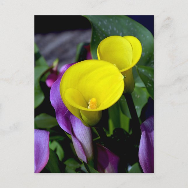 Lila och gult calla lily-blommor vykort (Framsida)