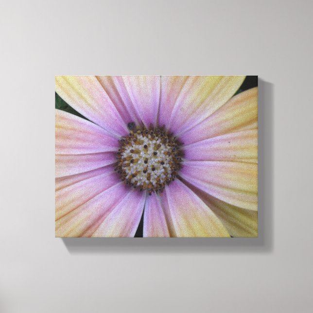 Lila och Gult Daisy blomma Canvastryck (Framsida)