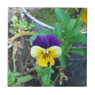 Lila och Gult Pansy Ceramic Tile Kakelplatta